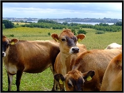 Krowy, Krajobraz